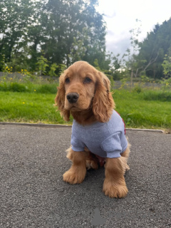 Photo №1. english cocker spaniel - for sale in the city of ANSUBRG | 619$ | Announcement № 169613