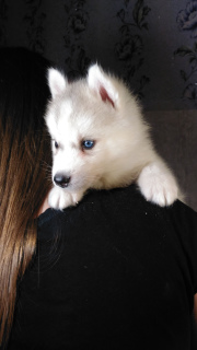 Photo №2 to announcement № 5473 for the sale of siberian husky - buy in Russian Federation breeder