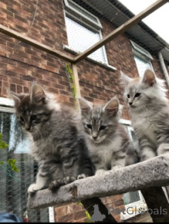 Photo №3. Maine-Coon-Kätzchen. Denmark