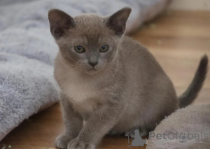 Photo №1. burmese cat - for sale in the city of Hofheim am Taunus | 361$ | Announcement № 178032