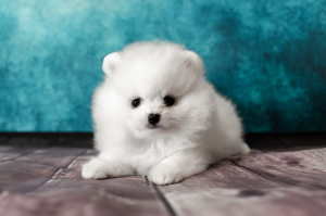 Photo №1. pomeranian - for sale in the city of Moscow | 1925$ | Announcement № 4454