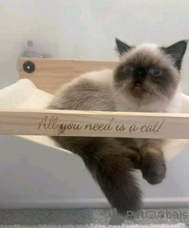 Photo №3. Himalaya-Kätzchen zur Adoption. Germany