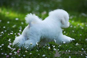 Additional photos: Bichon Friesian male puppy