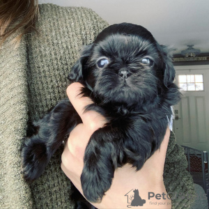 Photo №3. SHIH TZU PUPPIES FOR SALE. United States