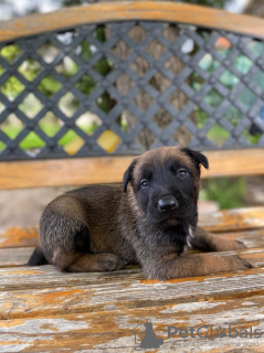 Additional photos: Belgian Shepherd puppies