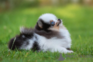 Photo №1. pomeranian - for sale in the city of Narva | negotiated | Announcement № 76420