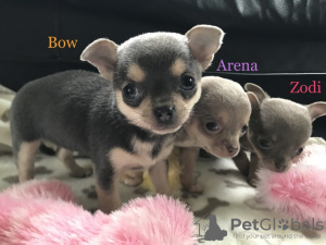 Photo №1. chihuahua - for sale in the city of Москва | Is free | Announcement № 34507