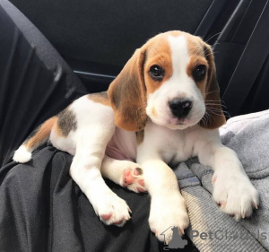 Photo №1. beagle - for sale in the city of Timmins | 400$ | Announcement № 116687