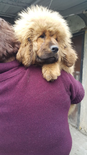 Photo №1. tibetan mastiff - for sale in the city of Almaty | 1000$ | Announcement № 5723