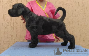 Photo №1. non-pedigree dogs - for sale in the city of Rostov-on-Don | 639$ | Announcement № 7851