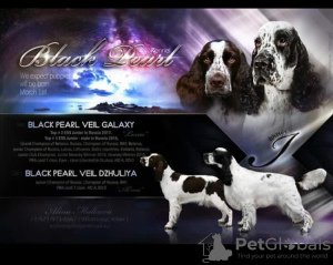 Photo №3. Beautiful English Springer Spaniel puppies for sale. Russian Federation
