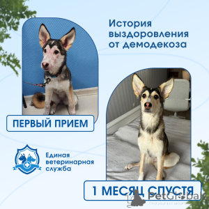 Photo №1. Veterinarian Services in the city of Penza. Price - negotiated. Announcement № 173718