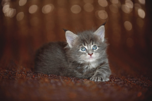 Additional photos: Maine Coon kitten
