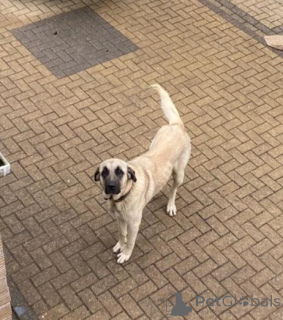 Photo №1. alaskan klee kai - for sale in the city of Limbaži | negotiated | Announcement № 160014