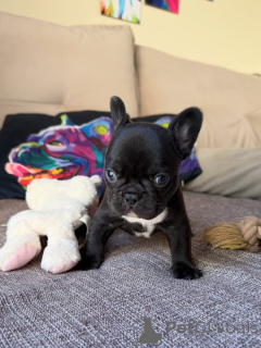 Photo №3. Rare & Stunning French Bulldog Puppies Limited Availability!. Czech Republic