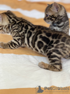 Additional photos: Urgently selling cute bengal kittens