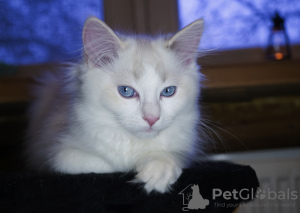 Photo №3. Ragdoll from Champions with WCF documents. Russian Federation