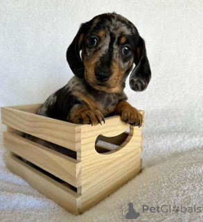 Photo №2 to announcement № 135456 for the sale of dachshund - buy in United States breeder