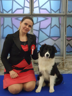 Photo №1. border collie - for sale in the city of Kiev | 1000$ | Announcement № 6030