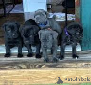 Photo №1. cane corso - for sale in the city of Madrid | 877$ | Announcement № 166007
