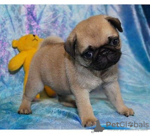 Photo №1. pug - for sale in the city of Dusseldorf | Is free | Announcement № 130310