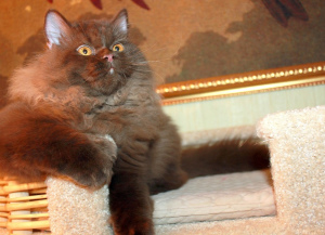 Photo №2 to announcement № 4807 for the sale of british longhair - buy in Belarus from nursery, breeder