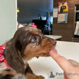 Photo №3. Mini-Dackelwelpen zur Adoption. Germany