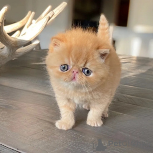 Photo №1. persian cat - for sale in the city of Антверпен | 211$ | Announcement № 123528