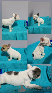 Photo №2 to announcement № 118847 for the sale of french bulldog - buy in Serbia private announcement