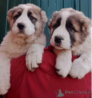 Photo №1. central asian shepherd dog - for sale in the city of Sumy | Is free | Announcement № 162834