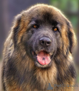 Photo №1. caucasian shepherd dog - for sale in the city of Albi | Is free | Announcement № 7620