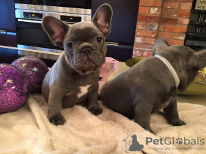 Photo №2 to announcement № 109163 for the sale of french bulldog - buy in Germany private announcement