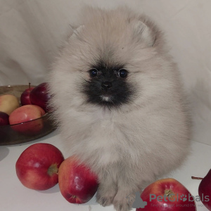 Photo №2 to announcement № 38685 for the sale of pomeranian - buy in Ukraine from nursery
