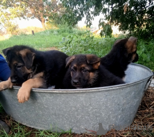 Photo №4. I will sell german shepherd in the city of Tiraspol. private announcement - price - 90$