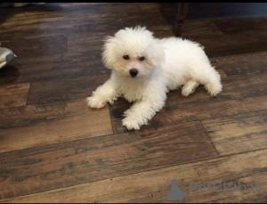 Photo №1. bichon frise - for sale in the city of Budapest | negotiated | Announcement № 42527