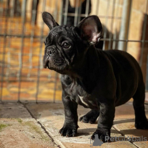 Photo №2 to announcement № 112082 for the sale of french bulldog - buy in Serbia breeder