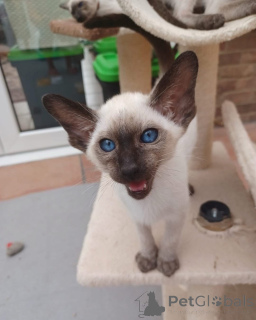 Photo №1. siamese cat - for sale in the city of Bremen | negotiated | Announcement № 154286