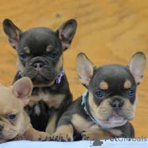 Photo №4. I will sell french bulldog in the city of Шверин.  - price - negotiated