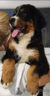 Photo №2 to announcement № 115212 for the sale of bernese mountain dog - buy in Serbia 