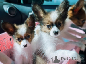 Photo №1. papillon dog - for sale in the city of Cholargos | negotiated | Announcement № 170478