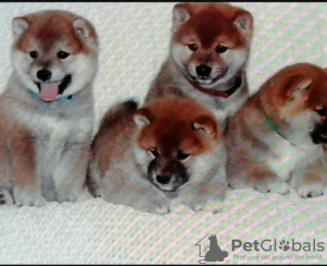 Photo №1. shiba inu - for sale in the city of Zrenjanin | 1057$ | Announcement № 54528