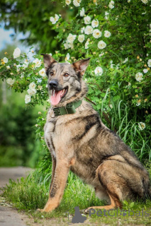 Photo №3. The young song Sparka is looking for a family.. Russian Federation