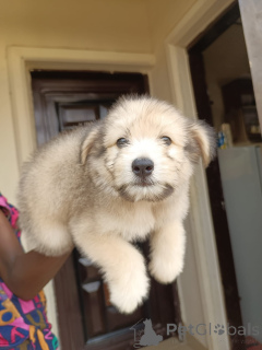 Photo №2 to announcement № 172950 for the sale of lhasa apso - buy in Ecuador private announcement