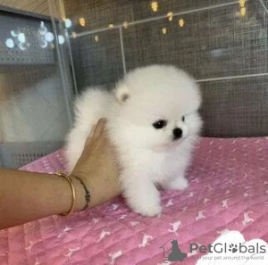 Photo №1. pomeranian - for sale in the city of Cologne | 280$ | Announcement № 27893