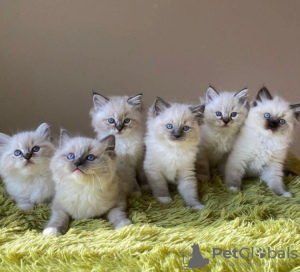 Photo №1. ragdoll - for sale in the city of West Palm Beach | 260$ | Announcement № 104318