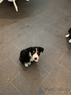 Photo №3. Dreifarbige Border Collies. Germany
