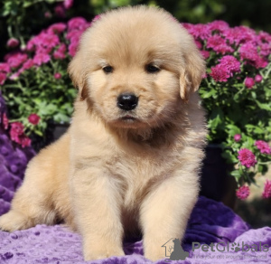 Photo №2 to announcement № 98601 for the sale of golden retriever - buy in Germany private announcement, from nursery, from the shelter, breeder