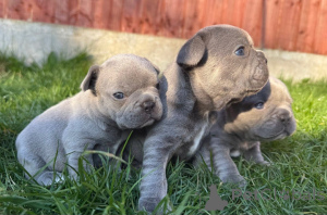 Photo №1. american pit bull terrier - for sale in the city of Zürich | 565$ | Announcement № 142817