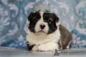 Photo №1. welsh corgi - for sale in the city of Kamenskoe | 1171$ | Announcement № 7959