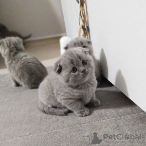 Photo №4. I will sell british shorthair in the city of St. Petersburg. private announcement - price - 317$